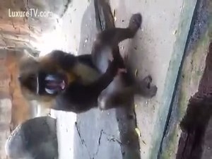 Monkey masturbating on the backyard