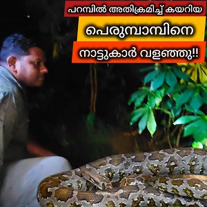 നാട്ടുകാർ വട്ടം ഇട്ടു.. പെട്ടു എന്ന് പാമ്പിന് മനസ്സിലായി!!🐍🙂 A Big Python Got Sketched by Public #snakemaniac #snake #python #viral | Snake Maniac