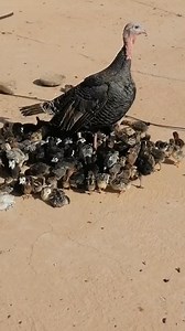 Ever thought about raising turkeys? Look at this mother turkey with so many chicks! It’s a simple yet profitable venture that can turn your backyard into a source of income. Start small, stay consistent, and let your hard work pay off! #TurkeyFarming #PoultryBusiness #ProfitableFarming #BackyardLivestock #FarmingMotivation #Agribusiness #StartSmallGrowBig #PoultryFarming #SustainableLiving #LivestockFarming #TurkeyChicks #FarmToProfit #FarmingInspiration #MakeMoneyFarming #AgricultureLife #Farmi