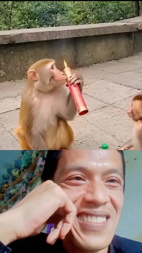 Si onet ken prank sama si mocil 🤣🤣🤣 #monyetjahil #tingkahlakuhewanlucu #reelsfyp #funyanimal | Yayan Supriatna