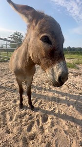 54K views · 4.2K reactions | And the winner is… | Shirtless Jake's Homestead | Facebook