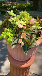 Carefully crafted for beauty and harmony, this shade container garden combination with begonia, osmanthus, and creeping jenny perfectly complements any outdoor space. #shadecontainer #begonia #osmanthus #creepingjenny #outdoorbeauty #elegantlycrafted #gardendesign | Merrifield Garden Center