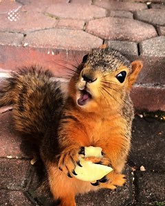 53K views · 4.4K reactions | These squirrels are so cute!  | Newsflare | Facebook