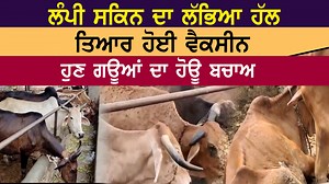 4K views · 240 reactions | Lumpy Skin Disease : ਲੋਕਾਂ ਨੇ ਗਾਂਵਾਂ ਦੇ ਖੋਲ੍ਹੇ ਰੱਸੇ, ਸੜਕਾਂ ਹੋਈਆਂ ਜਾਮ, ਸਰਕਾਰ ਨੂੰ ਪਈ ਬਿਪਤਾ | D5 Channel Punjabi #LumpySkinDisease #PunjabNews #D5ChannelPunjabi | D5 Channel Punjabi | Facebook