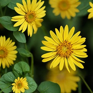 Bio-Cup-Pflanzensamen - 50 Silphium perfoliatum Einheimischer Sonnenblumenartiger großer mehrjähriger Bestäuber - Etsy.de