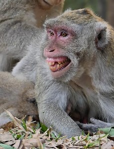 So Pity....Monkey jane...Why Monkey Jonna more drink milk? So Pity monkey jane and son, Lovely monkey. | Lovely Monkey