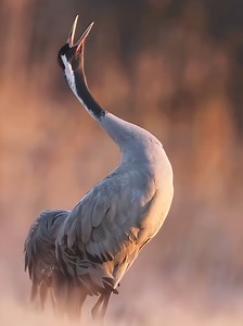Weird Bird Sounds: Unusual Wildlife Calls Explained