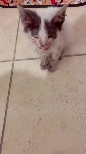 #calicivirus #rescuecat #rescueanimals | We Love Animalss