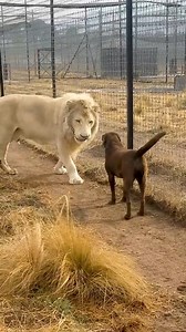 Giant white lion meets dog for the first time #cuteanimals #animallovers #wildanimals #naturelovers #lion #dog #doglover | Nature Geography