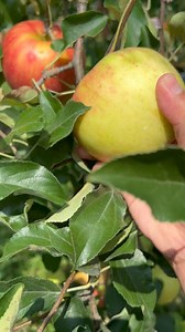 14K views · 442 reactions | Apple Picking sa Japan  Nagpunta din kami sa isang Kastilyo • Airmart Travel | JP in Japan | Facebook