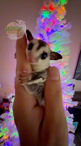 #plainfieldexotics #sugargliders #sugargliderjoey #Christmas | Plainfield Exotics
