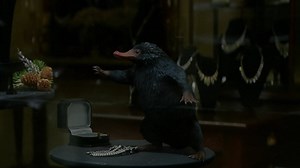 Catching Fantastic Beasts on 4K, 3D, Blu-ray & DVD is easier than catching a Niffler. Own it today! http://po.st/PurchaseNow | Fantastic Beasts