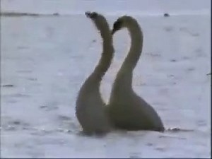 Ples labudova | BebaMur.com