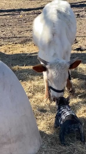 @missdior.frenchie Mommy says I’m a #bulldog so she got me a #frenchie size #mini #longhorn #bull of my very own  #frenchbulldog #frenchies #texasgirl #ranchlife @hobbithoggit | Bling Is The New Black | Facebook