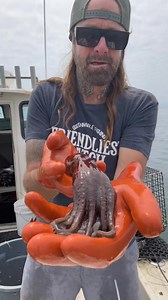 Eastern Pacific Octopus #octopus #friendliestcatch #crab #fishing #commercialfishing #fishtok #fyp | Friendliest Catch