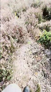 Oak tree heath, heather conservation ‪@sherwoodforesttrust3029‬ #nature #heather #heathland #bio