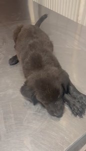 Zajecar. HITNO potreban smestaj za stene sa ulice, koje se bori za zivot. ☹️ Molimo vas, D E L I T E ... Paraziti su mu napravili pakao. ☹️ On je bas lose, a sa ulice ide ne terapije. Hajde da mu pomognemo, da se oporavi. Molimo vas... 🙏 Bar na par dana. D E L I T E ❗️❗️❗️ | Udruženje Beta Zaječar