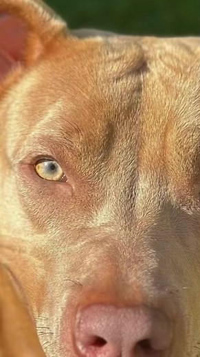 Sable urgently needs rescue! | Northwest Rescue Network Team