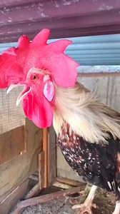 Adorable My Rooster Crowing Sounds | Amazing Rooster Crowing Loudly | Buff Orpington Crowing - Crowing is a type of singing vocalization produced by chickens. It is believed to be associated with demonstration of territory of power to other males and to attract the attention of females. Although both sexes have the ability to crow, it's typically more common in male chickens (roosters) since the desire to crow is fueled by the presence of testosterone. Dominant roosters will crow more than subor