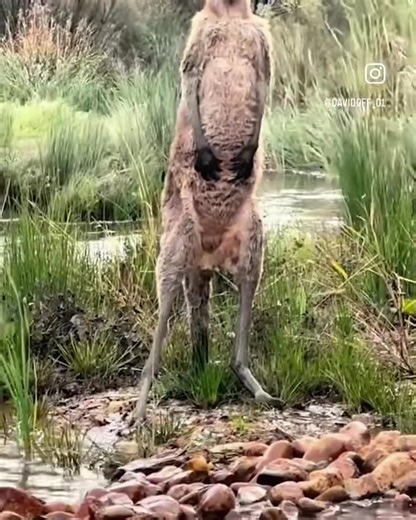 17K views · 90 reactions | Give this Kangaroo a job in T&T   : @davidoff_01 #boomchampionstt | Boomchampionstt.com | Facebook