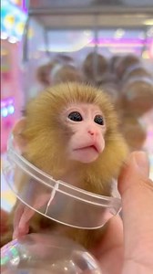 Would you play in this Monkey Gacha? 🐒✨#monkey #cute #gacha #funnyanimals #fyp