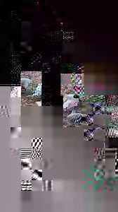 The galah commonly known as the pink and grey cockatoo or rose-breasted cockatoo #CapCut #cockatoo #Magical #Wild #Beauty #reelsinstagram #Reels #Bird #foryou #onthisday #tending | MB Birds Farm