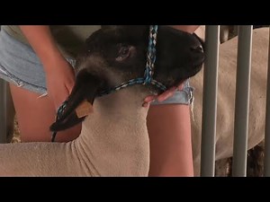 Niagara County Fair and 4H program return