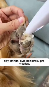 2.9K reactions · 348 shares |  Zastřihujte srst svého domácího mazlíčka precizně a pečlivě.  LED světlo zajistí, že žádné místo nevynecháte. ✂️ Zaoblené čepele pro bezpečnou péči bez stresu. Objednávejte nyní | Vigoexpress | Facebook