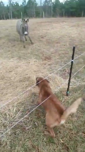 Dog gets shocked by electric fence