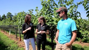 18 reactions | Harvest is right around the corner, so we're in the vines today getting a grape update from Vineyard Manager, Max Ferrell. Stop by for a glass of wine and check out the vines for yourself. Happy #WineNotWednesday Cheers! #ChildressWines #NCWine | Childress Vineyards | Facebook