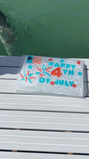 dolphinconnection on TikTok