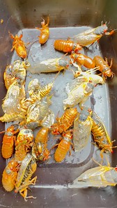 Collecting Cicadas for fishing Bait😳!! #cicadas #cicadaseason #cicadas2025 | Nanang Mrikah