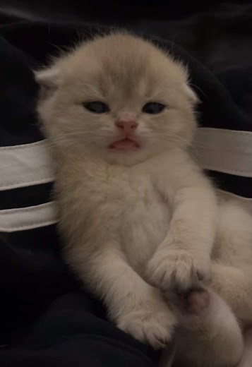 Sex Katandromeo: Uncover the Truth