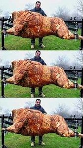 Roasting a Huge Bull on a Steel Spit! The Best Meat I've Tasted #cooking #wilderness #shorts