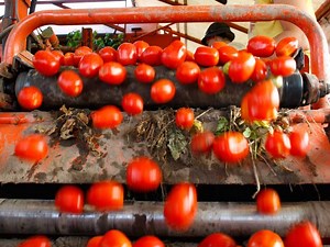 How Leamington, Ont. — where the tomato is king — rallied to save its Heinz plant