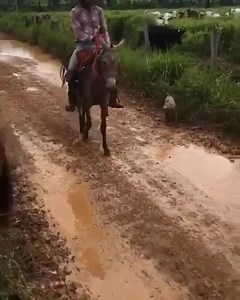 Caiu até os carrapato estrela | Rádio 10 Online