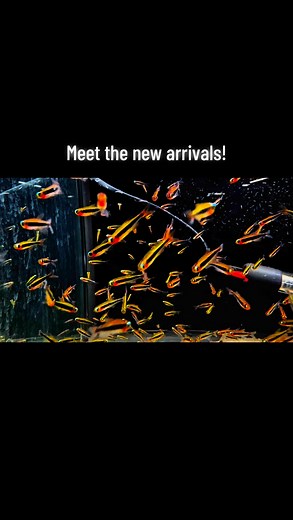 #tropicalfish #aquariumhobby #aquarium #aquascape #fishtank #corydoras #fish #wildlife #wildanimals #nature #naturelovers #naturephotography #colombia #freshwaterfish #cichlids #plecos #houstonaquariumwarehouse #shophaw #cichlids #corydoras #trendingreelsvideo #tetras #explore #travel #foryoupage #trending #fyp #Brazil | Houston Aquarium Warehouse