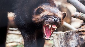 Wolverine 🐻 The Little-Known Beast Of The North! | 1 Minute Animals Unveil the secrets of the formidable wolverine! These northern beasts are notorious for their strength and tenacity, yet they remain shrouded in mystery. Discover the untamed world of the wolverine! #Wolverine #WolverineAnimal #WolverineCub #NorthAmericanAnimals #WildlifeFacts | 1 Minute Animals