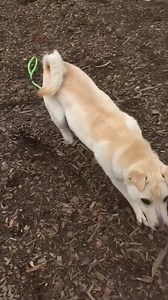 47 reactions | Runnin' toward the weekend like... #MeetCandy #AdoptMe #Westport #CThumane | CT Humane Society | Facebook