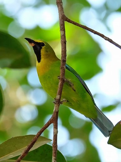 Discover the Blue-winged Leafbird: A Southeast Asian Gem