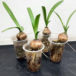 Crinum lily plant propagation in water, How to grow crinum lily plant | Rana Craft