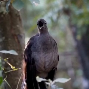 56K views · 3.9K reactions | Superb lyrebird (Menura novaehollandiae) | BIRDS & Nature | Facebook