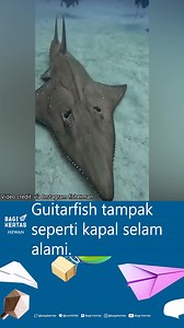 Masih ingatkah kamu dengan fenomena ikan pari yang berwajah seperti manusia? Seperti inilah penampakan bagian atasnya. Fenomena tersebut memang sempat mengegarkan publik pada 2007 silam. Pada saat itu beredar isu bawah ikan pari tersebut merupakan jelamaan manusia yang dikutuk. Video yang sempat berseliweran menampakkan ikan pari yang berwujud seperti wajah manusia tersebut pun ramai menjadi bahan perbincangan. Tak ayal banyak masyarakat yang memberikan reaksi terkait kebenaran berita yang sempa