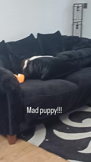 What is the puppy doing? 🤣🤦‍♀️ #skylaketravelagent #fyp #puppydogs #puppylove #newpuppyalert #newpuppy #loveher #crazydog #🤣🤣🤣 | Becky Jordan