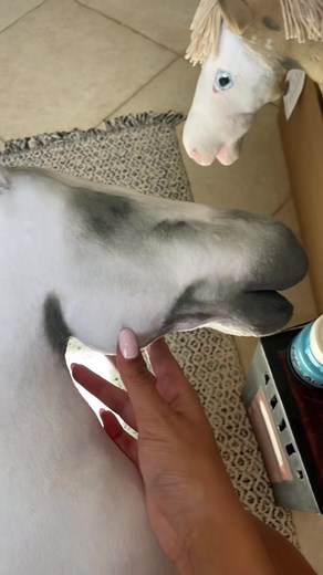 Here is a good tutorial on how i paint my hobby horses with acrylic paint and do the shadows really cool!💗💿 i hope it helps you and if you wanna see more you would follow me on tiktok and Instagram @khtshay💓🍃, i have to say before that things like painting the horses takes alot of practice and for me it took about 6 years to reach what i do now🫶🏻 i also draw and I mostly draw horses so it helps me realize where to paint exactly,💗 dont give up on it! And look for a picture of the horse you