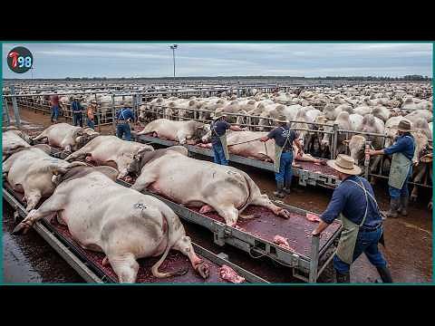 Massive Processing Scale – How Australians Process 9.1 Million Cattle Every Year