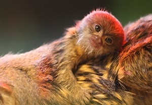 Pygmy marmoset