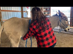 Grooming your donkey | BE CAREFUL WHEN…