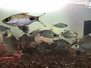 TINFOIL BARB FISH (H D)