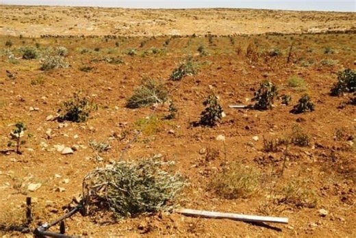 Jewish Settlers Chop down Dozens of Olive Trees in Nablus